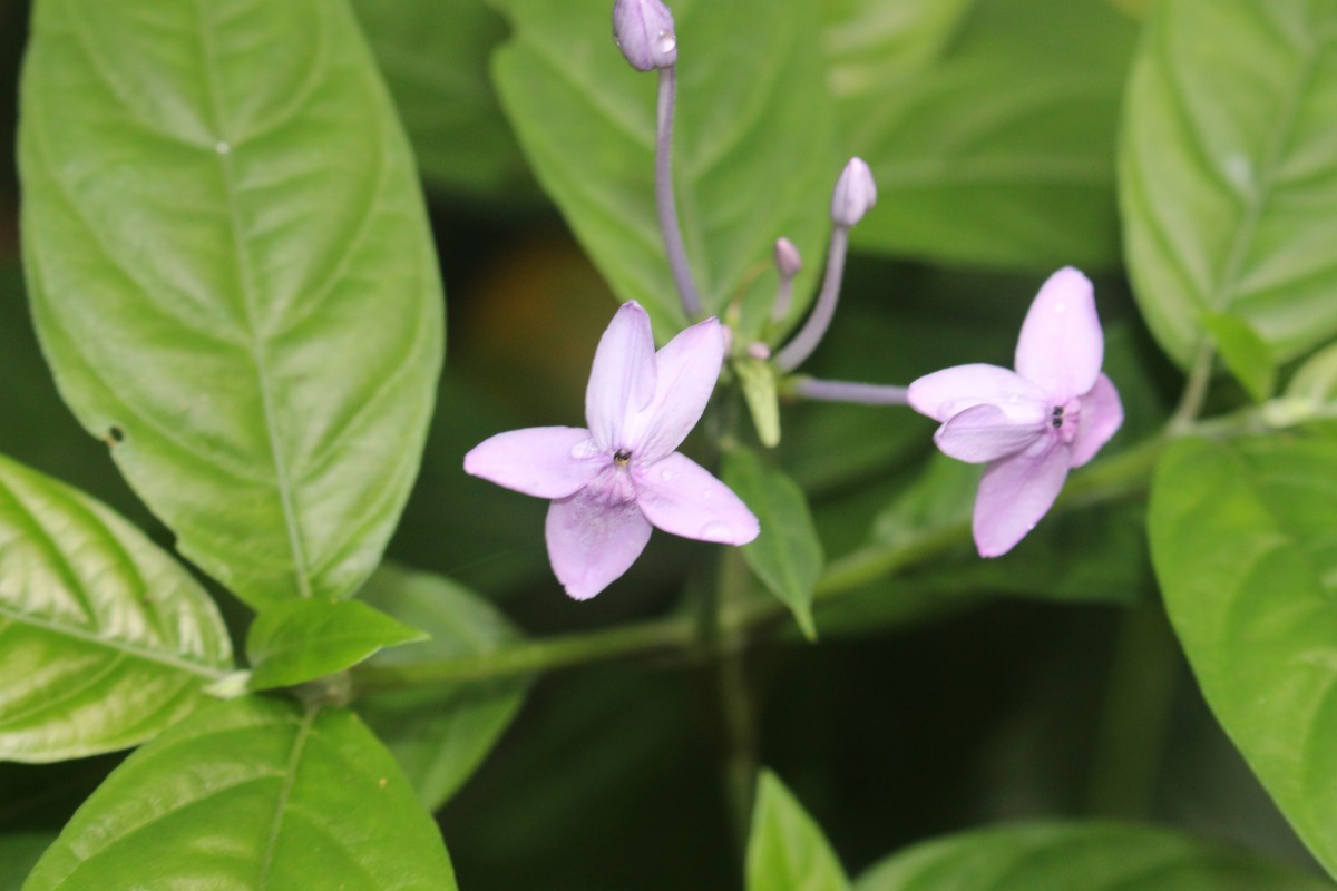 Pseuderanthemum graciliflorum (Nees) Ridl.